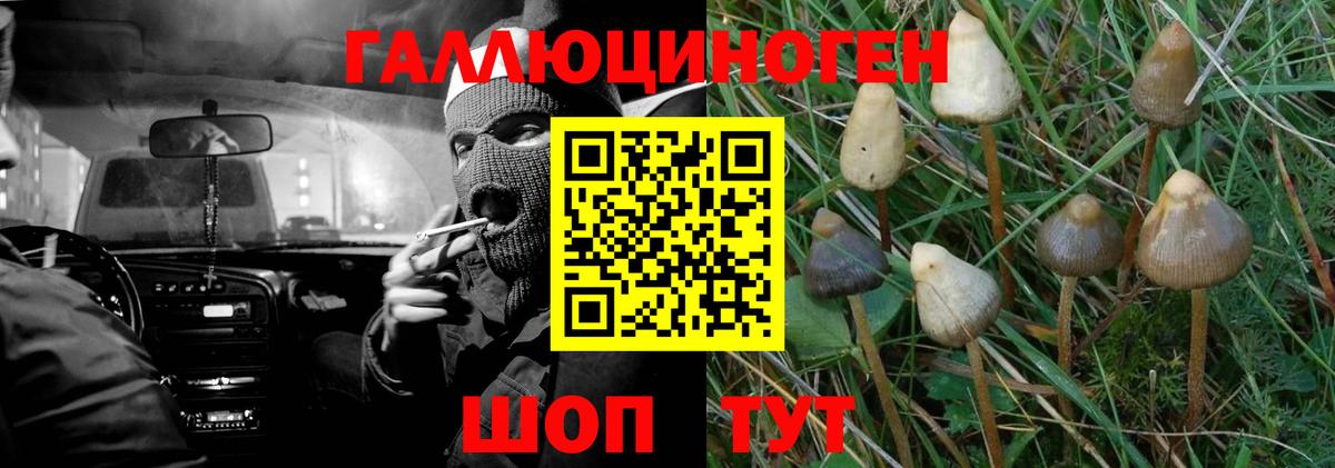 Пенза  как найти   Вход с VPN  Псилоцибиновые грибы Psilocybine cubensis 